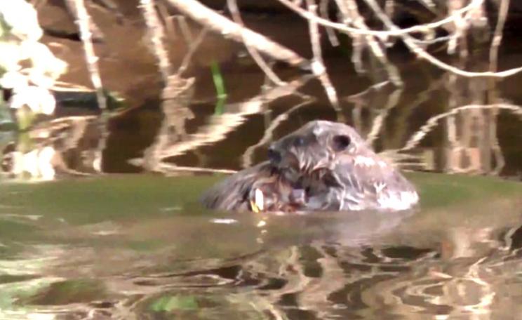 The beaver kits on the River Otter.