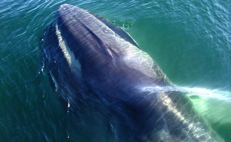 A Fin Whale (Balaenoptera physalus) off the coast of Massachusetts, USA. Photo: chris buelow via Flickr (CC BY-NC).