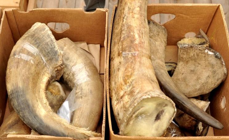If it's such a good idea to burn real rhino horn, how is making synthetic horn going to help? Rhino horn ready for incineration, 21st September 2014 at Dvůr Králové Zoo in the Czech Republic. Photo: IFAW via Flickr (CC BY-NC).