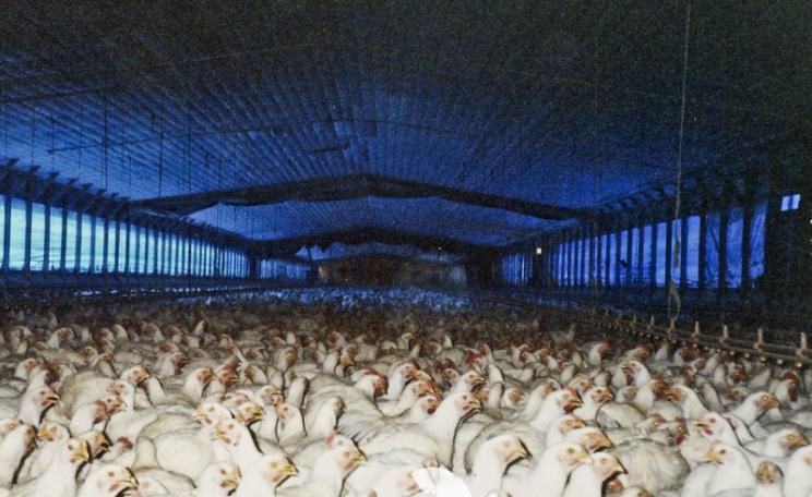 One of the big debates under TTIP's 'Regulatory Cooperation' chapter concerns animal welfare and meat safety, with US standards consistently lower than those in the EU. But the cheaper US meat could take over EU markets. Photo: US 'broiler' chicken farm b