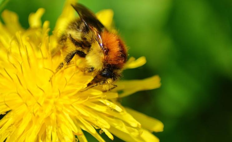 One of the lucky ones: bumblebee on dandelion at Altenhagen, Hagen, North Rhine-Westphalia, Germany. Photo: Jakob Stitz via Flickr (CC BY-NC-SA).