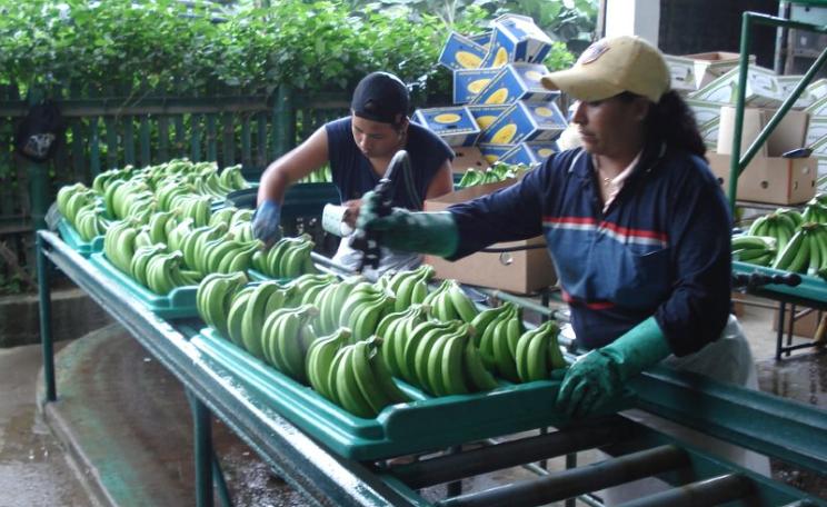 A banana packing station in Ecuador. Photo: Andrea Guerra via Flickr (CC BY-SA).