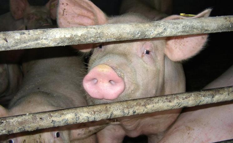 Intensively farmed pigs are routinely dosed with antibiotics to ward off disease and increase weight gain. Photo: Compassion in World Farming via Flickr (CC BY-NC-SA).