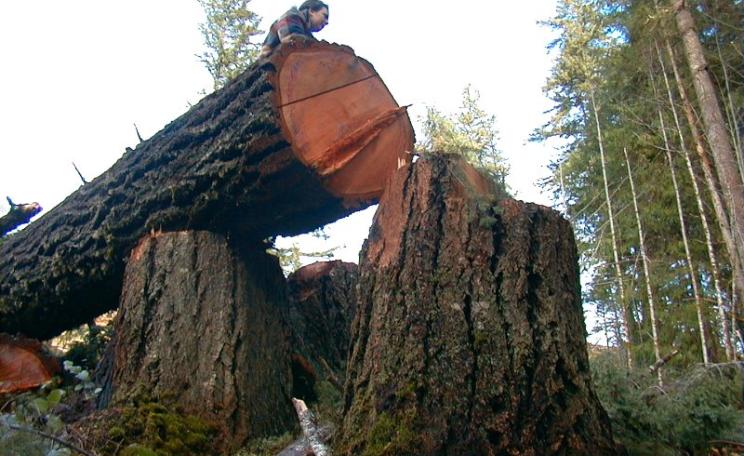 Felled tree in the coastal rainforest of Oregon, USA. Photo: Francis Eatherington via Flickr (CC BY-NC-ND).