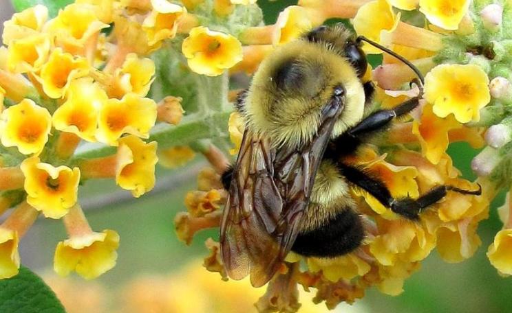 Exposure to low levels of glyphosate impairs bees navigational learning. A bee in Charlotte, VA. Photo: Universal Pops via Flickr (CC BY-NC-SA).