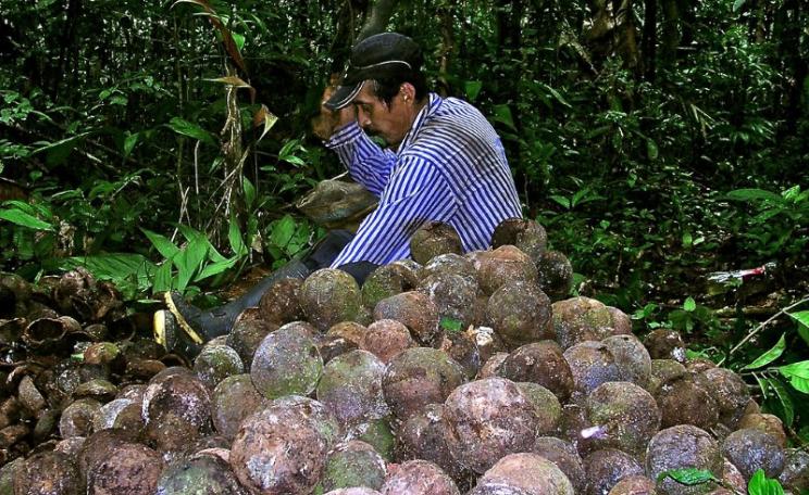 The market may value Brazil nuts, as do those who earn a living by gathering them. But that has done little to hold back the Amazon's deforestation. Brazil nut collector in Pando, Bolivia. Photo: Amy Duchelle / CIFOR.