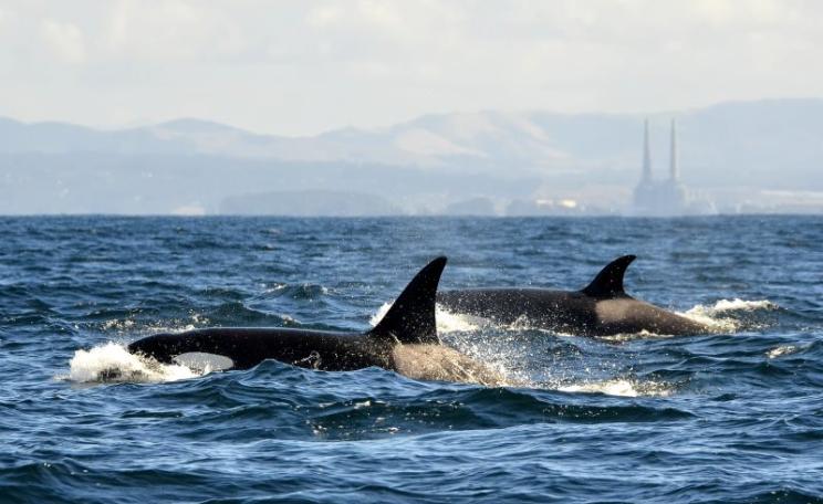 Killer Whales in Monterey Bay, California - helping to sequester the carbon emissions from those smokestacks in the background. Photo: © John Krzesinski 2012 via Flickr (CC BY-NC-ND).