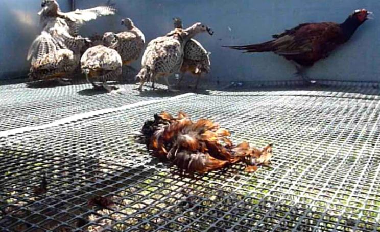 Pheasants reared for shooting kept on a cold and uncomfortable wire floor. Photo: League Against Cruel Sports.