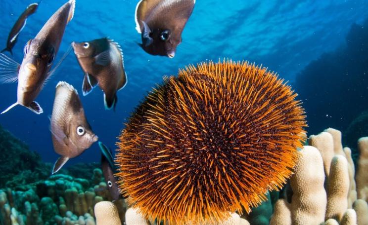 Easter Island butterfly fish are one of at least 140 species endemic to the regions waters. Photo: Eduardo Sorenson, The Pew Charitable Trusts (CC BY-SA).