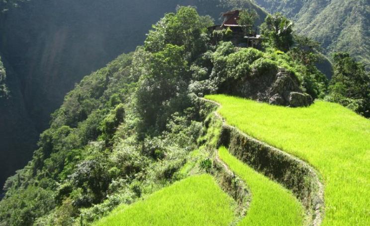 Agroecology in action: rice farm in Batad, the Philippines. Photo: Joe Coyle via Flickr (CC BY-NC).