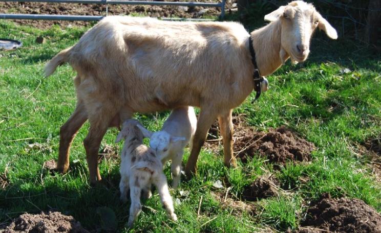 The quality of the milk those kids are drinking would be much lower if their mother was fed on GMO soy, stunting their growth. Photo: Lawrence Wright via Flickr (CC BY-NC-ND).