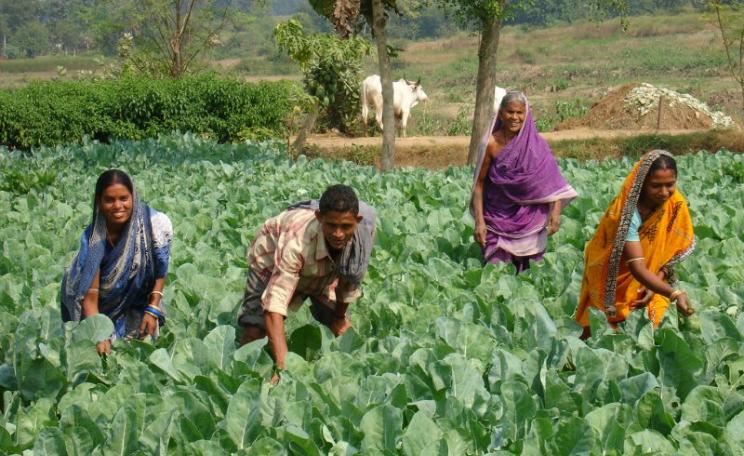 Hard at work on a small farm family in India. Photo:  Mukul Soni via Flickr (CC BY-NC-SA).