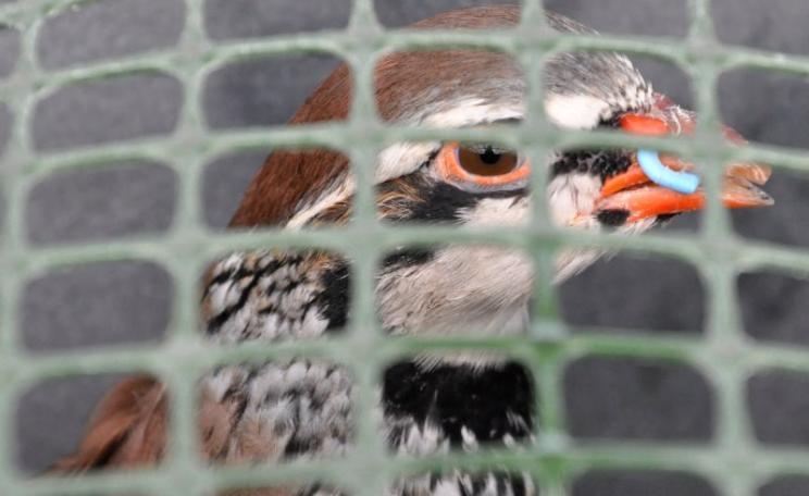 A caged Heart of England partridge debeaked and fitted with metal beak 'bit'. Photo: League Against Cruel Sports.