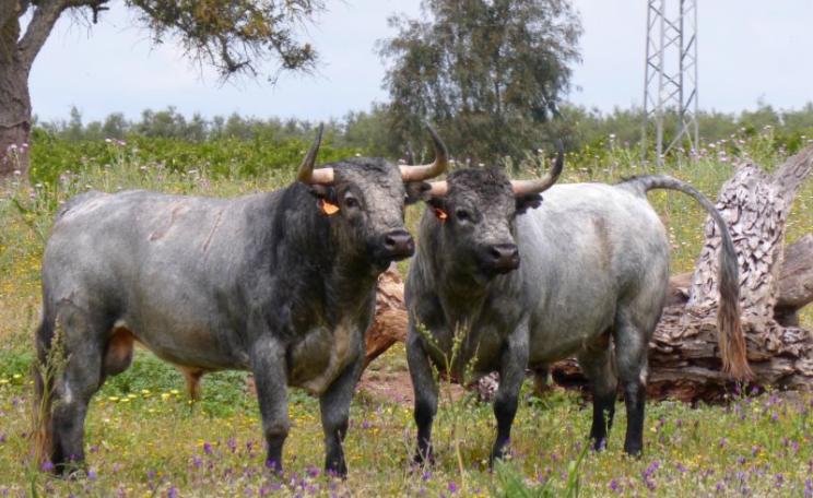 Two mature bulls amid wild flowers on the Partido de Resina bull-breeding estate in Spain. In the background, intensively managed orange and olive plantations run up to the estate boundary. Photo: Robin Irvine.