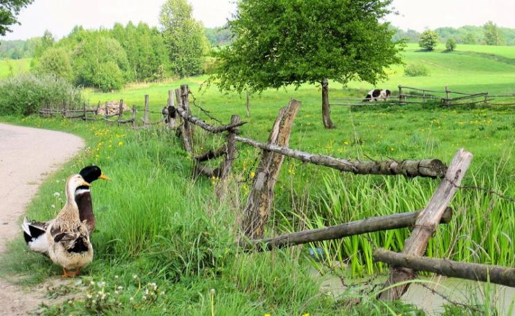 Ducks by their pond on a small farm near Ostróda, Northern Poland. Photo: Leszek Kozlowski via Flickr (CC BY).