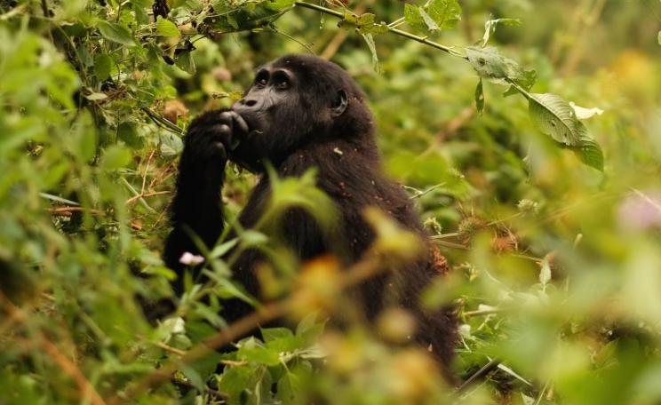 An Eastern Mountain Gorilla forages on a hillside just outside of Bwindi Impenetrable National Park, Uganda. A large deforested buffer zone of inedible tea plants has been constructed in order to keep the gorillas from leaving the park and disrupting loca
