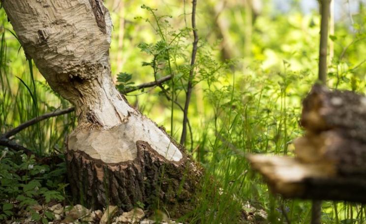 Signs of beavers in riparian woodland near  Tumba, Stockholm, Sweden. Photo: Fredrik Holmberg via Flickr (CC BY-NC-ND).