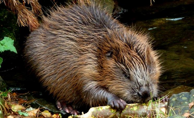 Beaver in the Highland Wildlife Park, Scotland. Photo: Dunnock_D via Flickr (CC BY-NC)