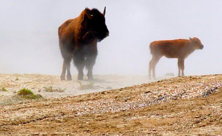 Mother and daughter: bison in the Yellowstone National Park. Photo: Bill Lile via Flickr (CC BY-NC-ND).
