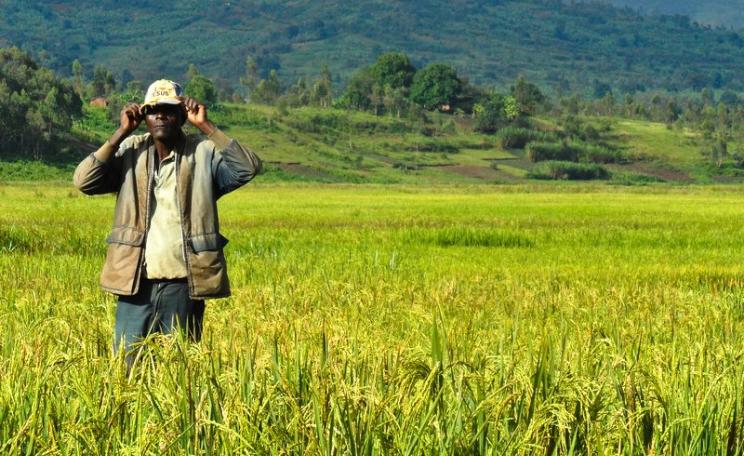 A farmer stands amidst a rice farm in Burundi, Africa. Photo: IRRI via Flickr (CC BY-NC-SA).