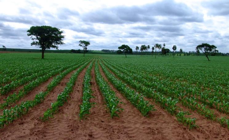 GM soy and corn are now a major export for Brazil, Argentina and other South American countries, as from this cornfield near Sao Paulo. But GMO agribusiness is having severe impacts on health and environment, and importers are increasingly demanding non-G