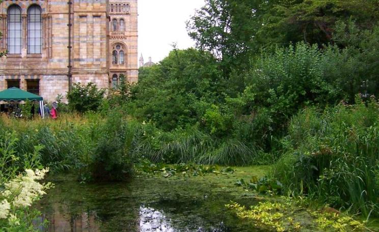 A haven of peace, tranquillity and biodiversity in the heart of London: the wildlife garden at the Natural History Museum. Photo: Cary Grant.