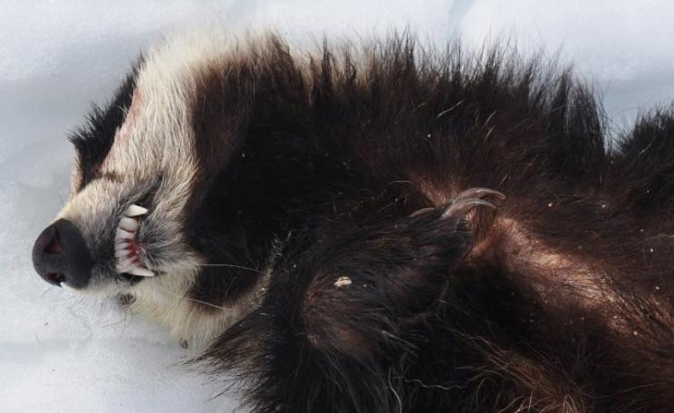 You think English badgers have it tough? Try France! Dead badger found on the Col de Planchamp, Haute Savoie, France. Photo: lechoucas via camptocamp.org (CC BY-SA).