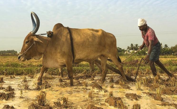 The yoke of direct colonial rule in India has been replaced with a new system of oppression and exploitation - this time by and for agribusiness corporations and transnational capital. Photo: Kannan Muthuraman via Flickr (CC BY-NC-ND).