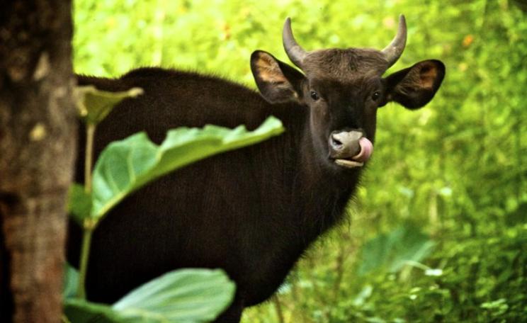 Could the British countryside look like this one day? Gaur, a species of wild cattle, in the forest at the Kabini Wildlife Santuary, Kerala, India. Photo: rahul rekapalli via Flickr (CC BY-NC-ND).