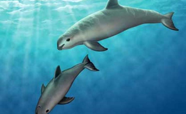 Vaquitas in the northern Gulf of California. Photo: AMNH Seminars on Science / Natural History Magazone via Flickr (CC BY-NC-SA).