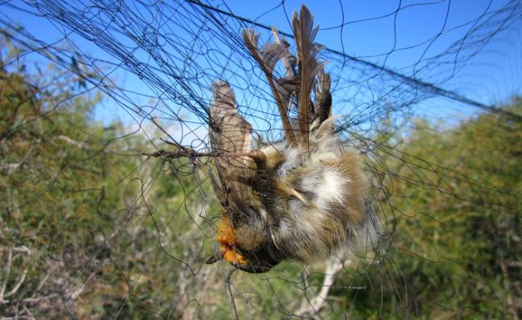 Robin caught in a mist net on the British military base in Cyprus. Photo: RSPB / Birdlife Cyprus.