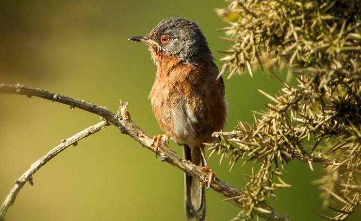 Dartford Warbler in the Thames Basin Heaths area at Chobham Common, Woking, Surrey, UK. Photo: Phil Fiddes via Flickr (CC BY).