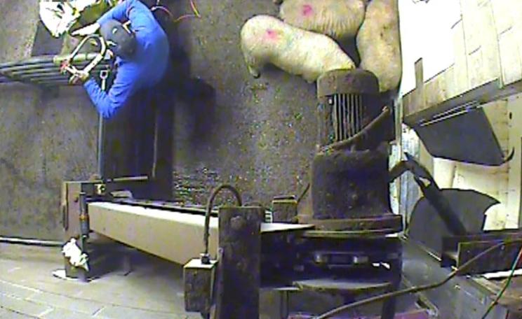 An official vet talks with with abattoir staff during the slaughter of sheep. Photo: Animal Aid.