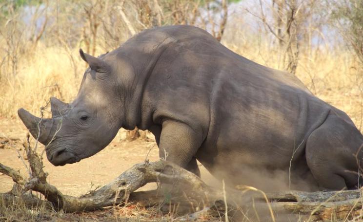 Southern White rhinoceros in its native habitat in Zambia, bnear the Zimbabwe border, October 2013. Photo: Jim Frost via Flickr (CC BY-NC-ND).