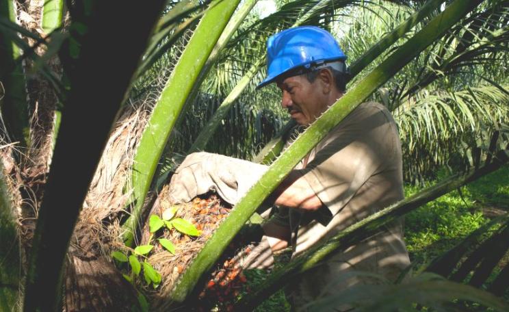 No more jaguars here: a worker picks up African palm fruit for processing into palm oil from a young tree in Minas, Colombia, April 25, 2016. Photo: Carlos Villalon / Solidarity Center via Flickr (CC BY).