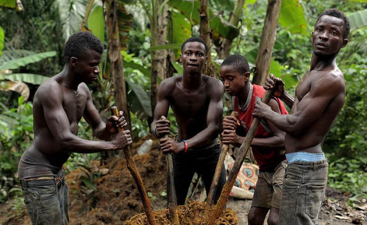 The Susu clan are self-sufficient and manage the land sustainably. They produce food to sustain themselves but also harvest cash crops like palm oil, rubber and sugar cane for income. (C) Friends of the Earth International, via Flickr