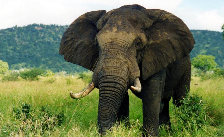 <p>Tens of thousands of wild elephants are being killed each year to meet the demand for ivory. (c) Caitlin, Flickr</p>