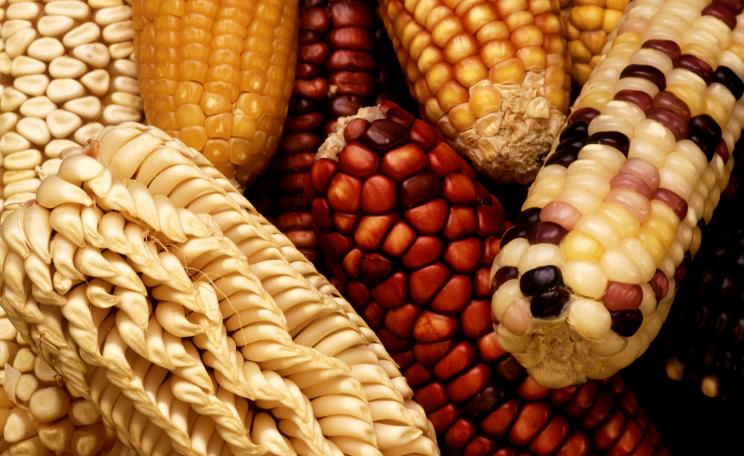 A variety of colours are seen in this selection of different corn strains. (c) Keith Weller