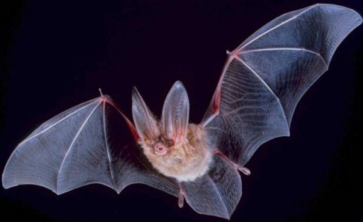 A big-eared Townsend bat heads out at night to search for food.