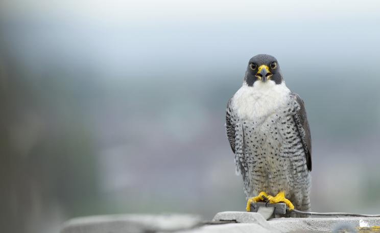 A peregrine falcon Falco peregrinus, perched on hotel roof in Manchester. One of 40 birds of prey which were confirmed illegally shot. (c) RSPB