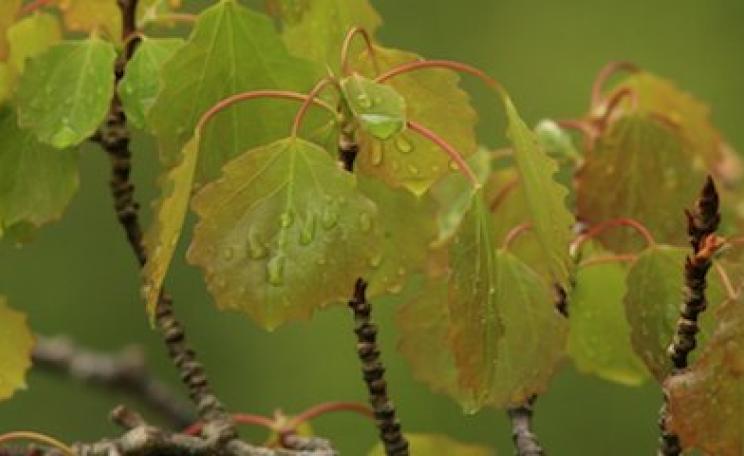 More than a 1,000 aspen have now been planted in Scotland, thanks to Trees for Life.