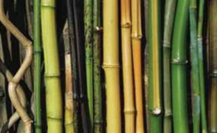 House-of-bamboo_MAIN.jpg