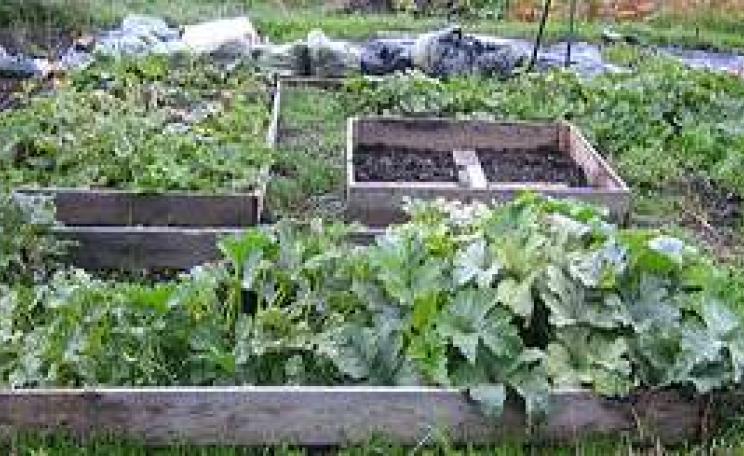 allotment big_1.jpg
