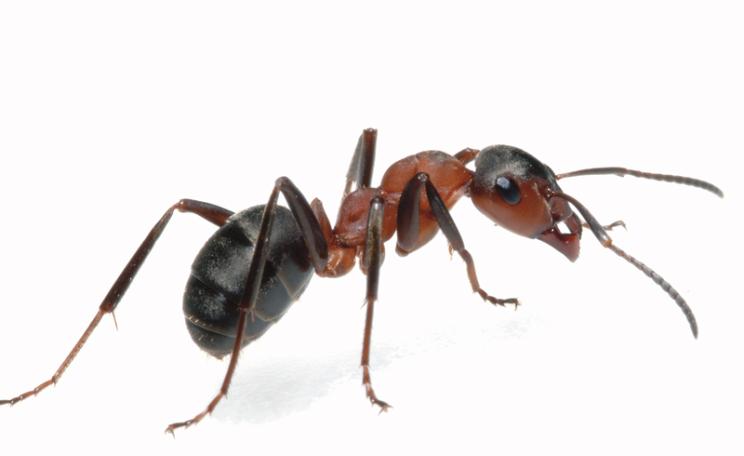 Ant
