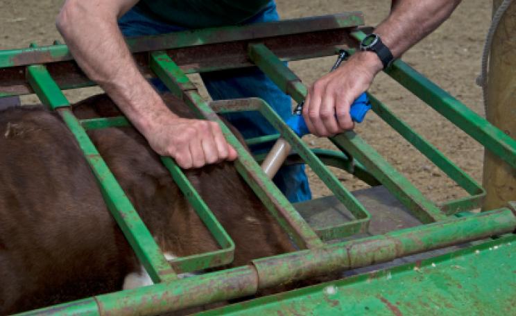A cow being injected with antibiotics