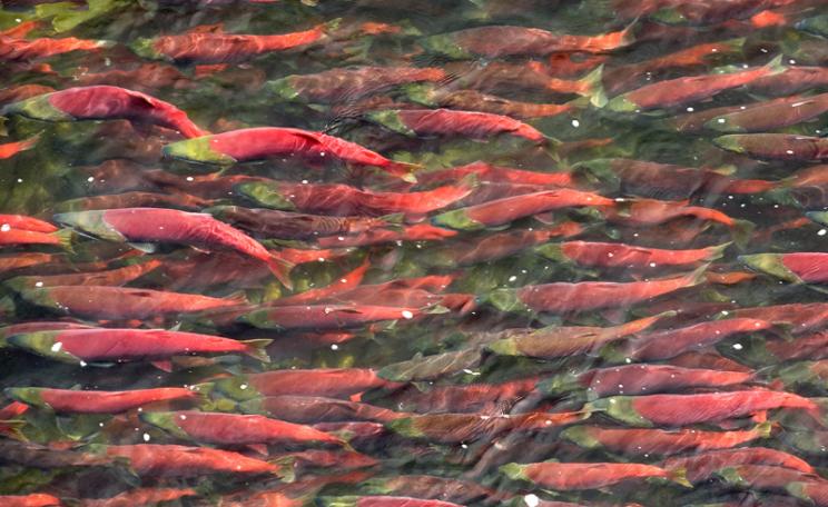 Alaskan sockeye salmon