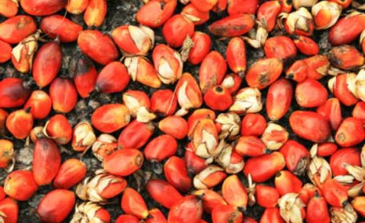 Palm oil seeds