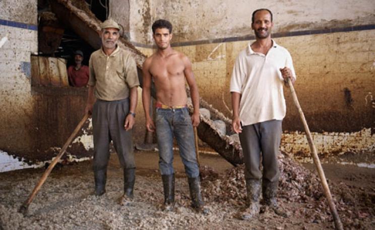 Sardine head shovellers