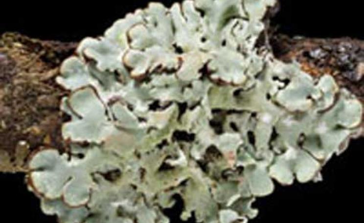 Lichen