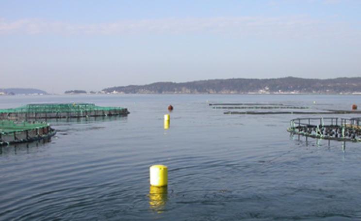 Fish farm